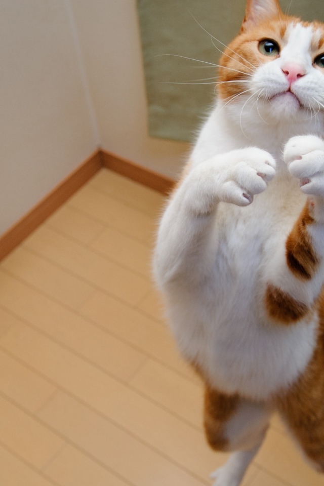 Бело рыжий кот на задних лапах