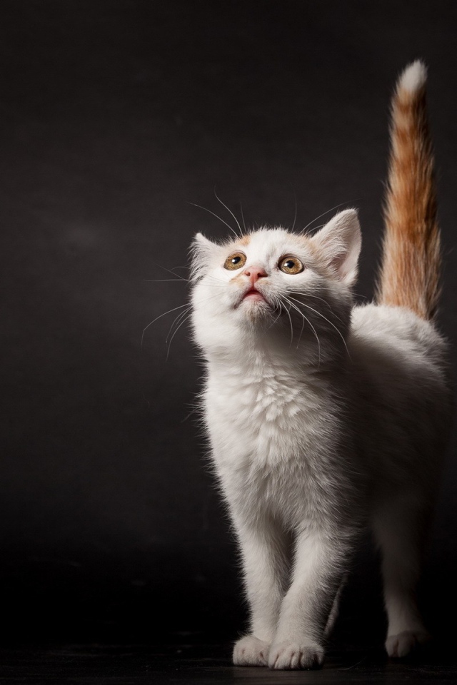 Белый котенок с рыжим хвостом