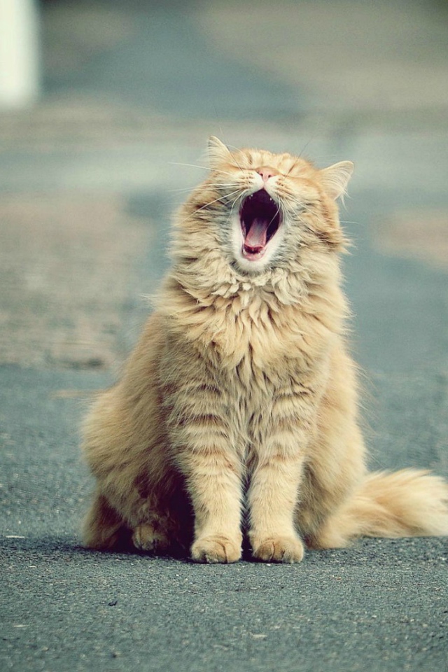 Зевающий рыжий кот на дороге