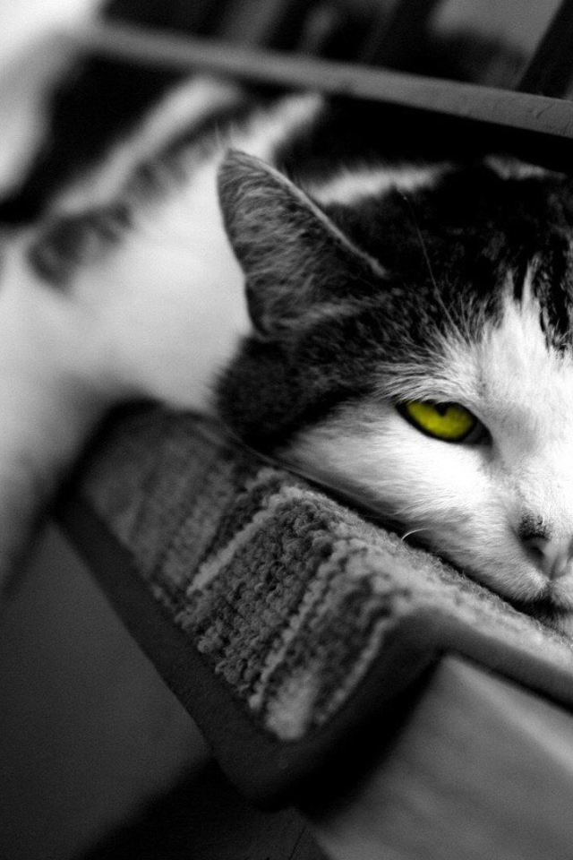 Желтоглазый ленивый кот