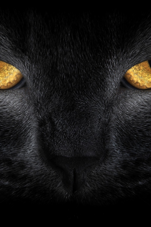 Желтые глаза большого черного кота