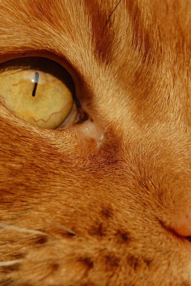 Желтые глаза рыжего кота