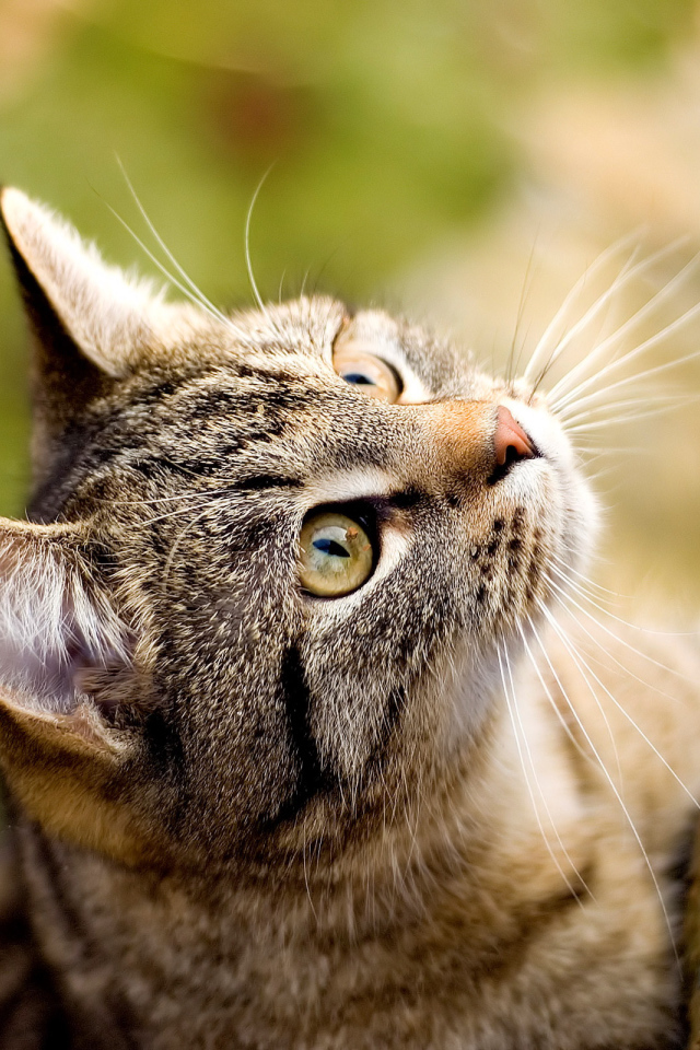 Кошка лезет на дерево