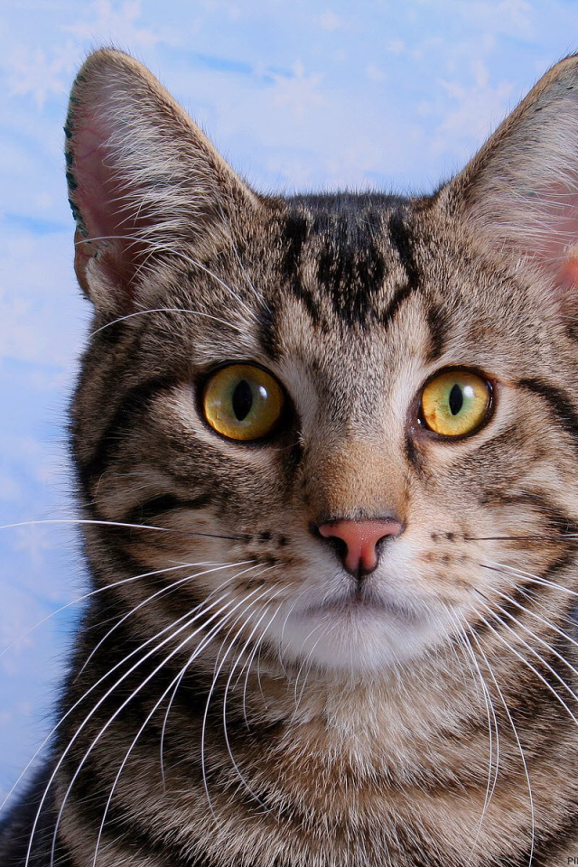 Кот с эмблемой на лбу