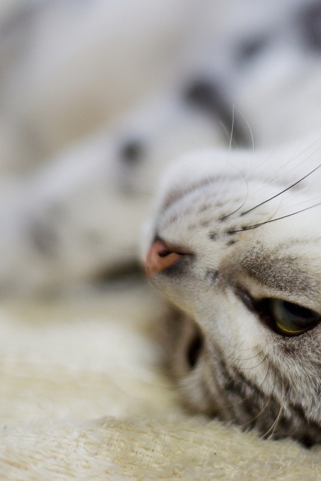 Перевернутая морда кота