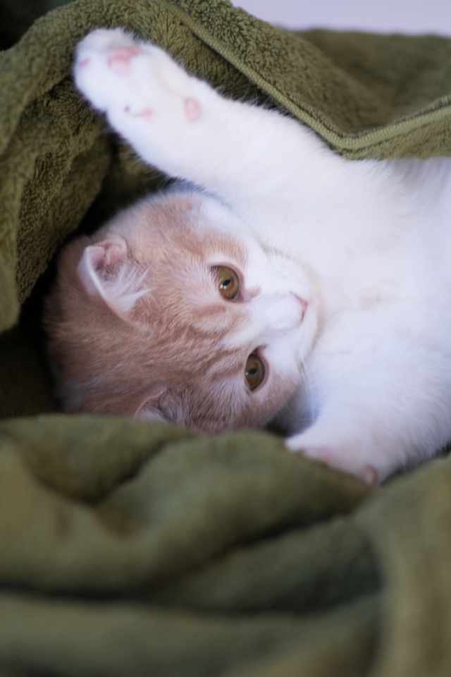 Котенок в зеленом полотенце