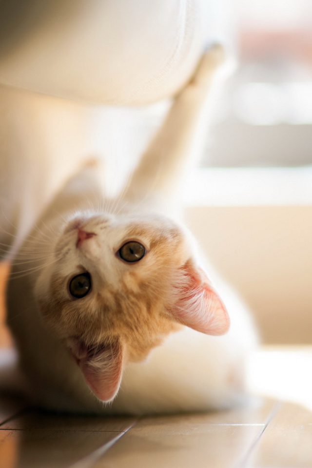 Игривый котенок под диваном