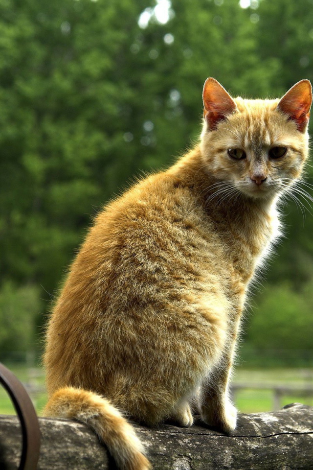 Рыжий кот на бревне