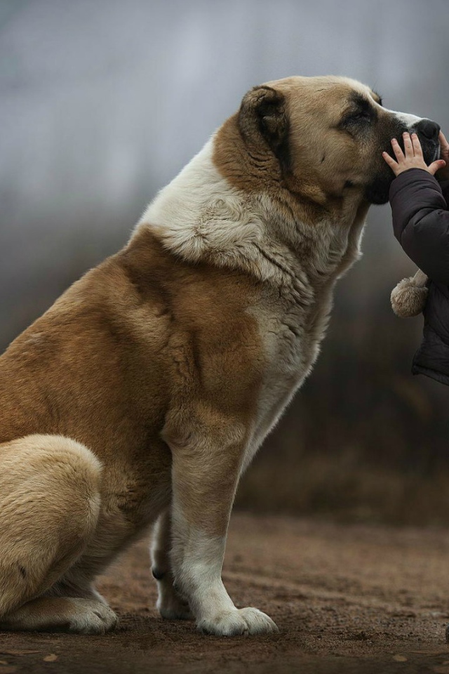 Ребенок с большим псом