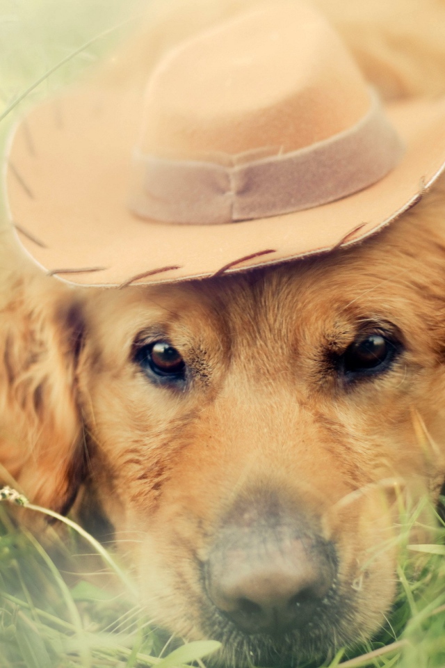 Собака в шляпке лежит среди травы