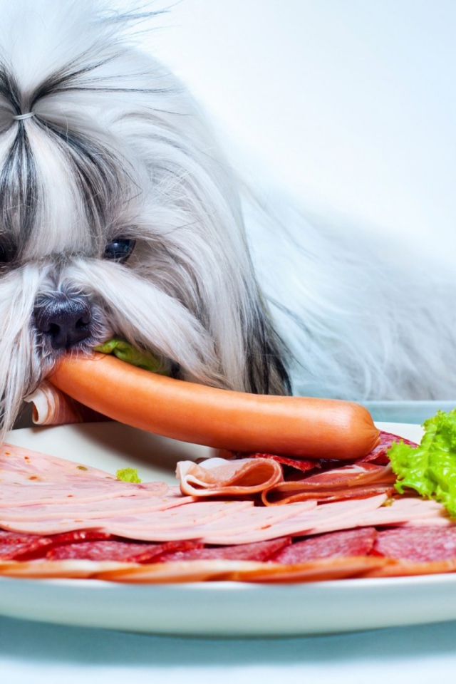 Болонка ворует сосиску со стола