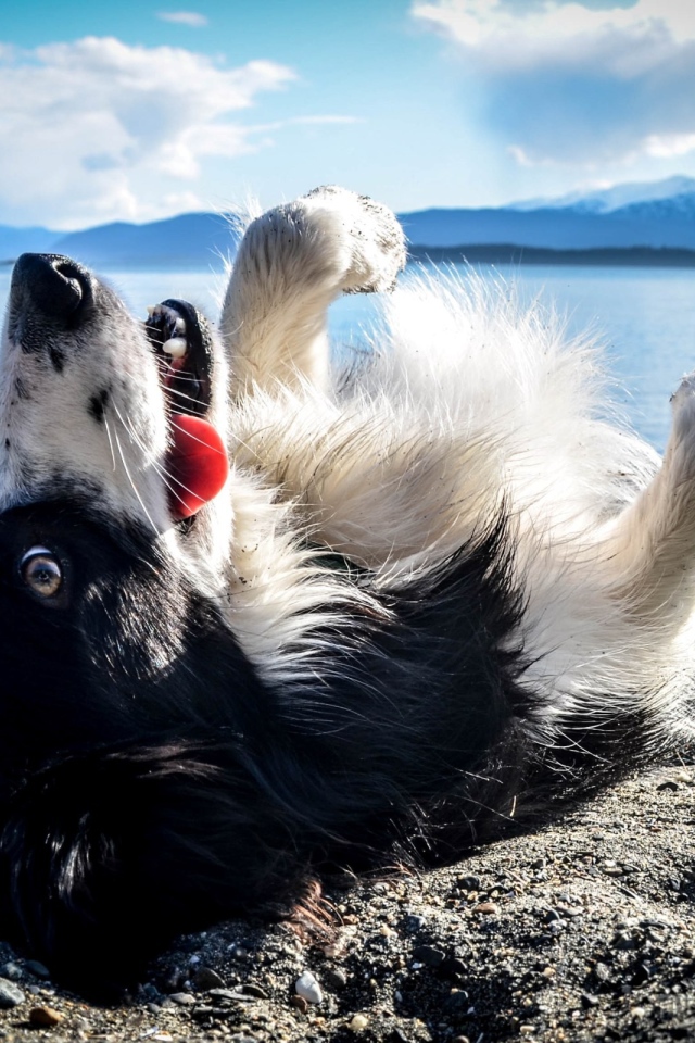 Черно белая собака лежит на спине на пляже
