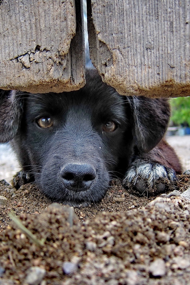 Черный пес за забором