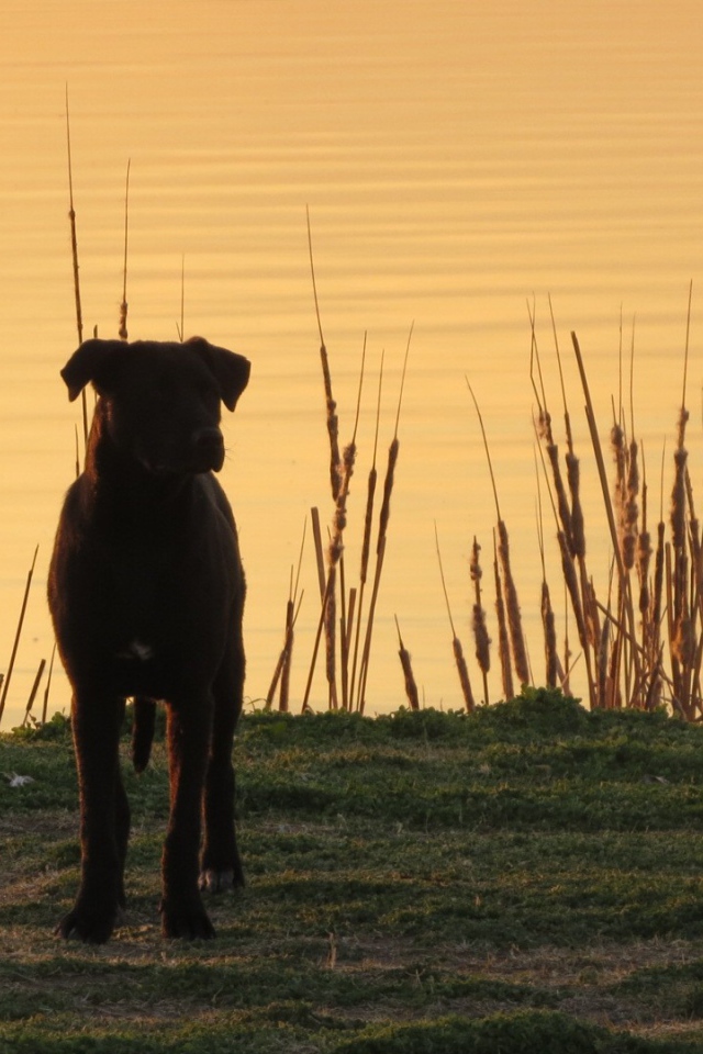 Черный пес на берегу озера