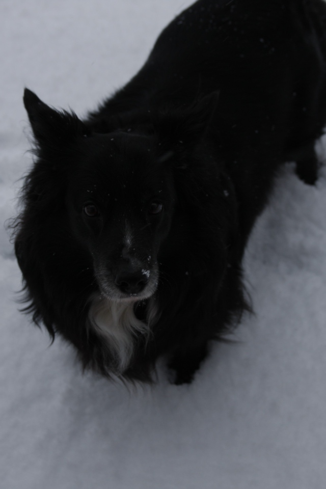 Черный пес стоит в снегу