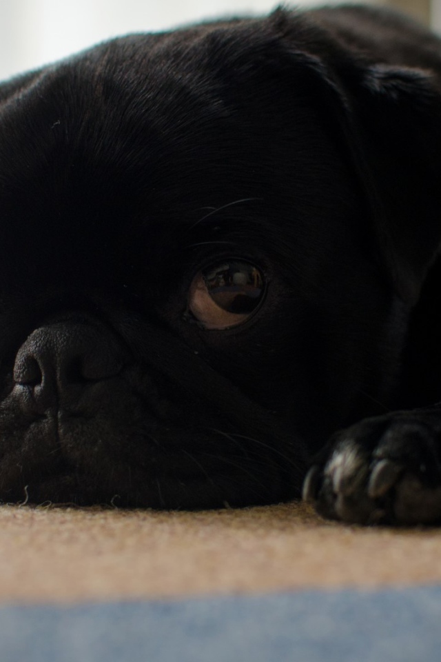 Грустный черный щенок мопса лежит на полу