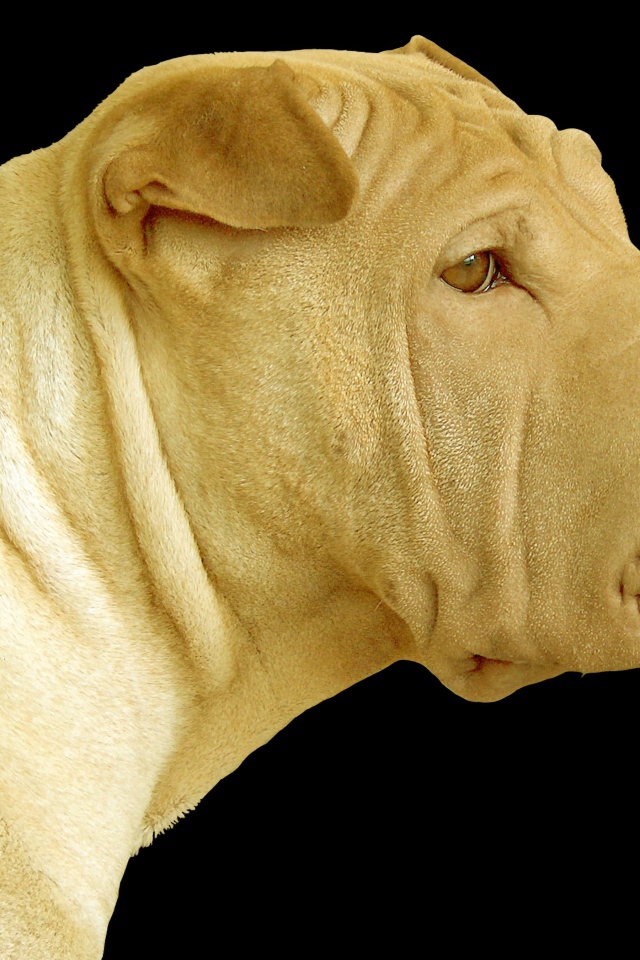 Светлый шарпей на черном фоне