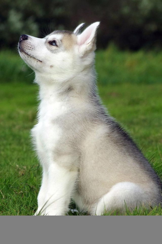 Голубоглазый щенок смотрит на верх