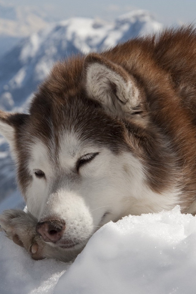 Коричневый хаски дремлет на снегу