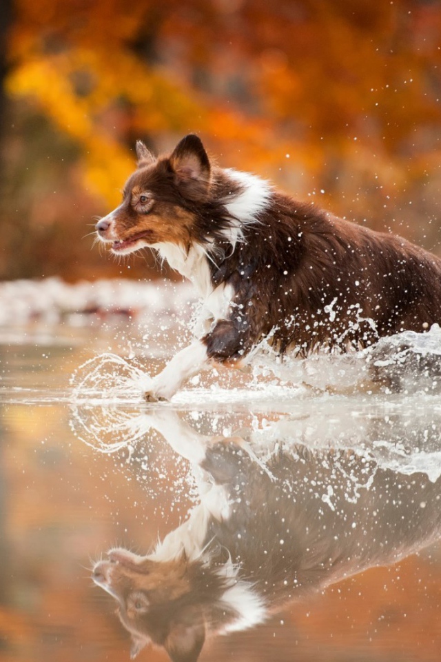 Коричневая собака бежит по воде
