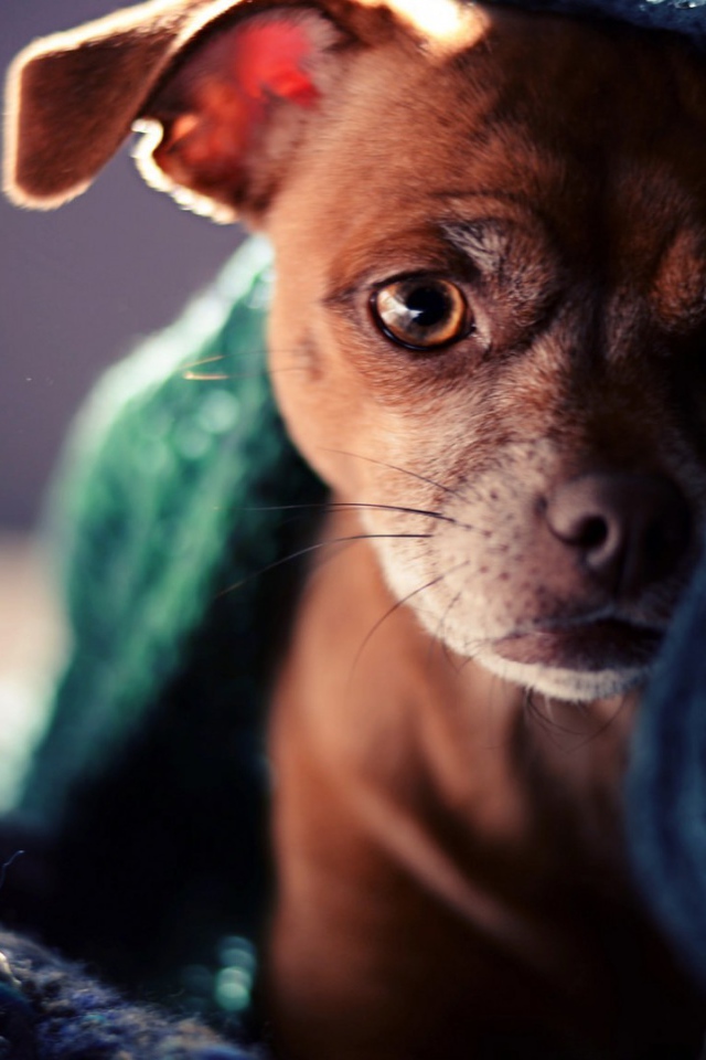 Коричневый щенок под полотенцем