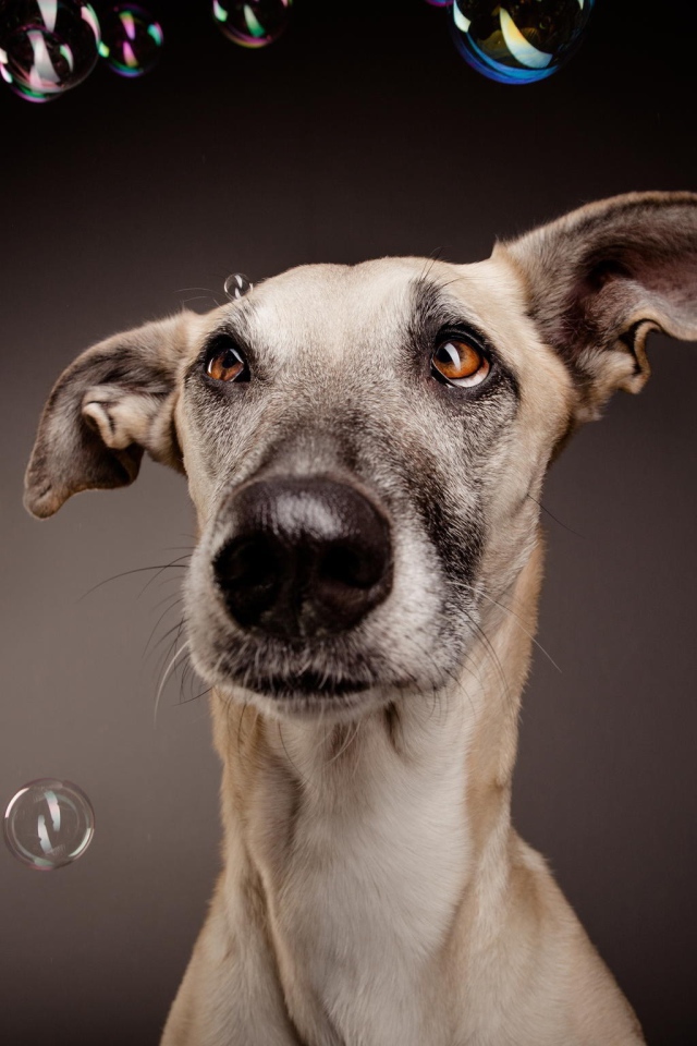 Растерянный пес среди мыльных пузырей