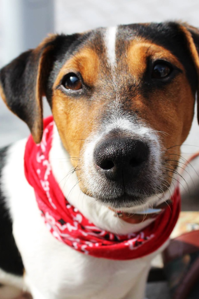 Милый домашний пес