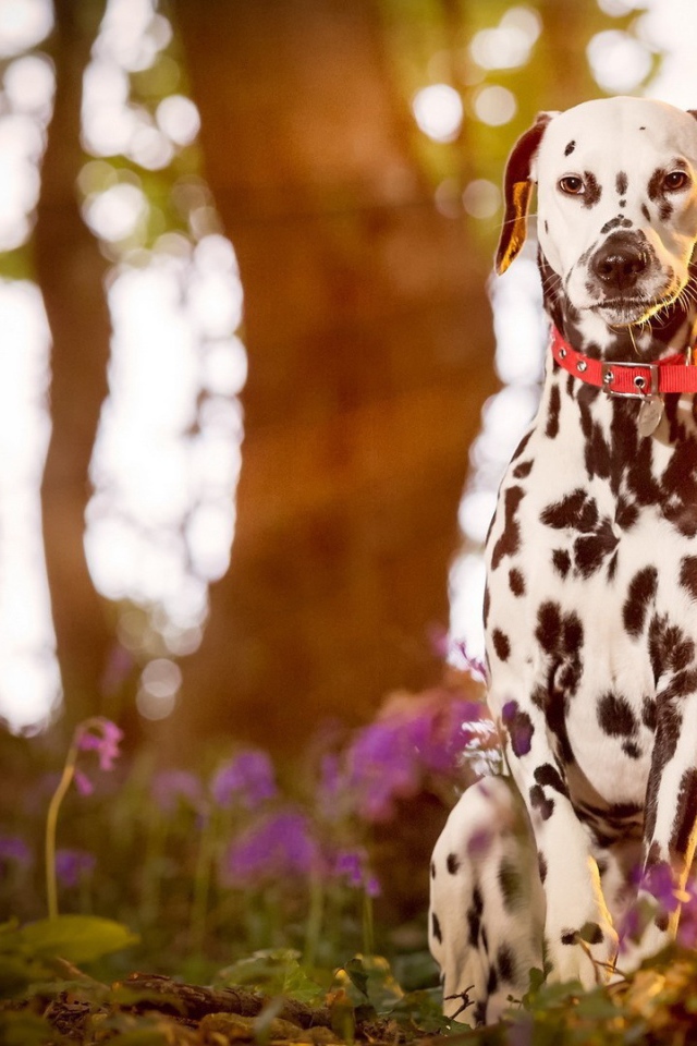 Далматинец сидит в лесу на закате