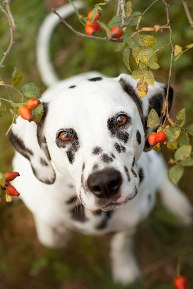 Далматинец под кустом шиповника