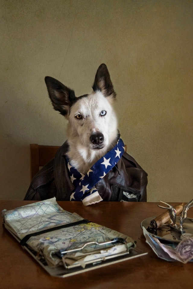 Собака за столом с пивом