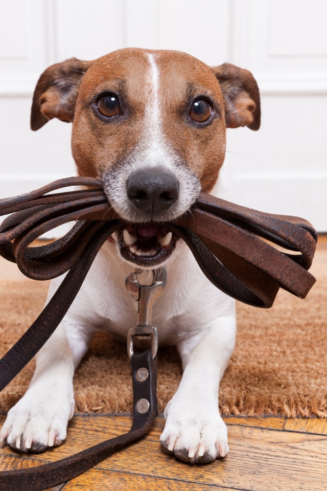 Собака держит поводок в зубах