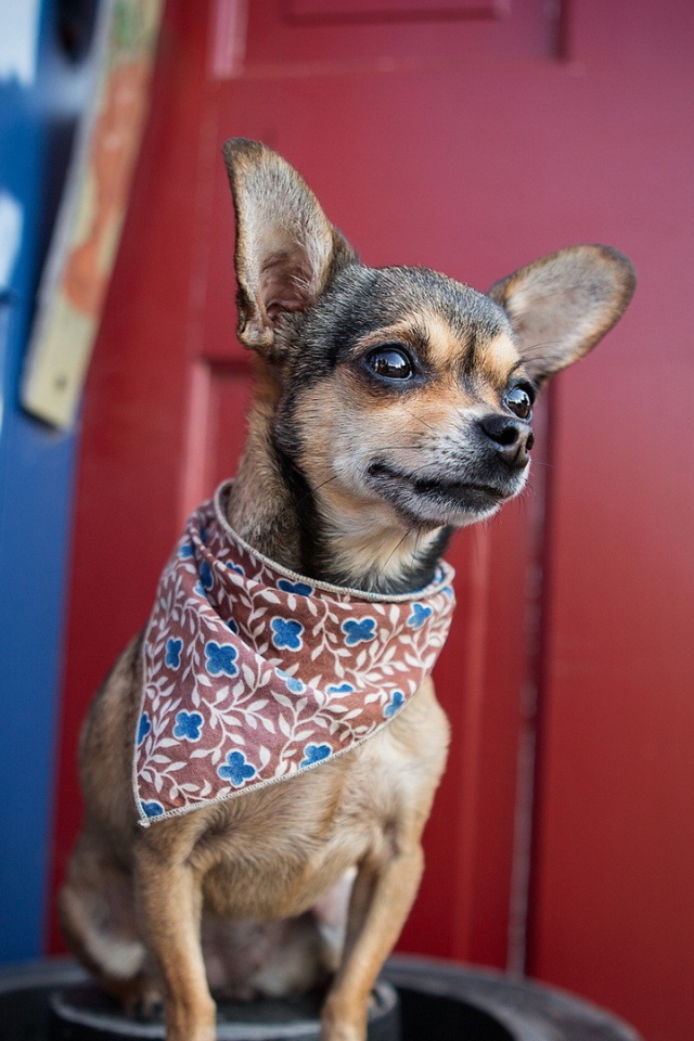 Собака в нашейном платке