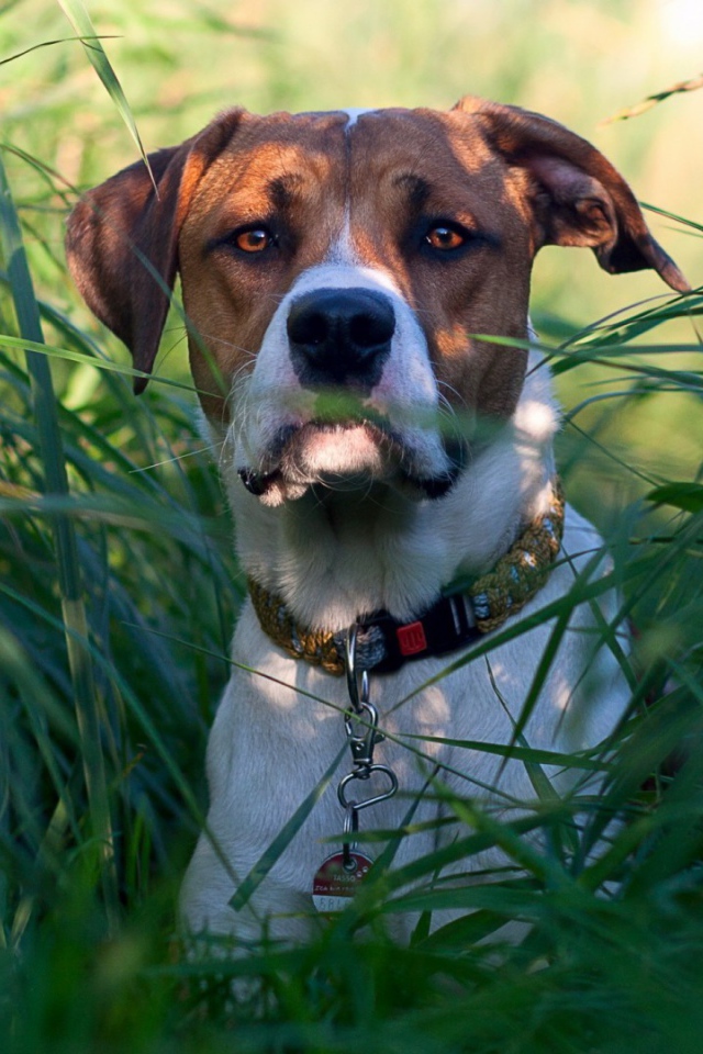Собака в зеленых зарослях травы