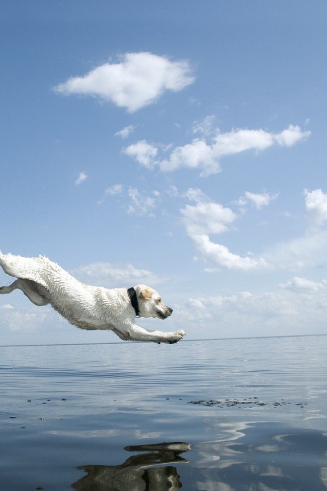 Собака прыгает в воду