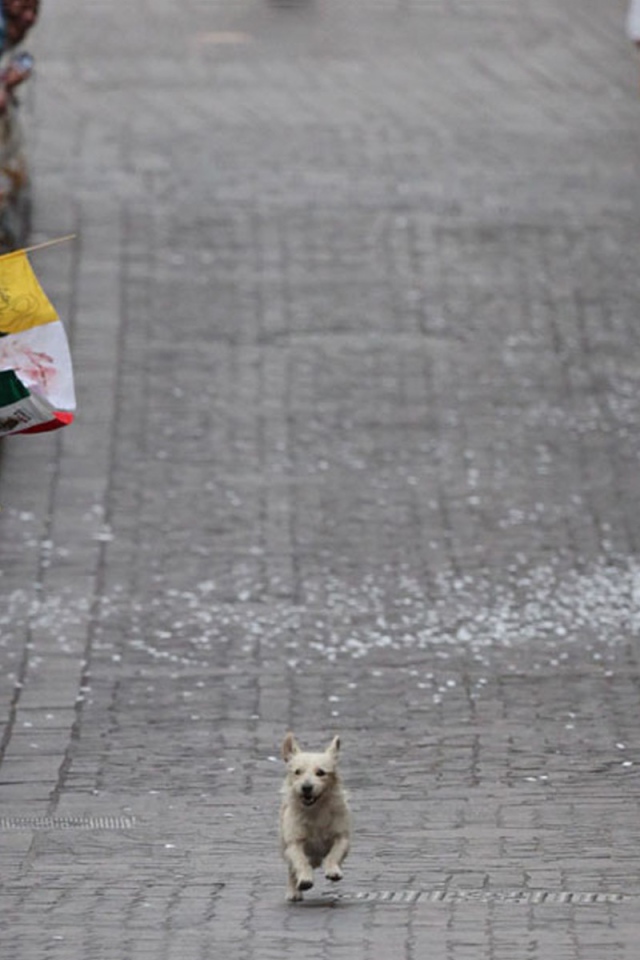 Собака бежит по улице среди людей