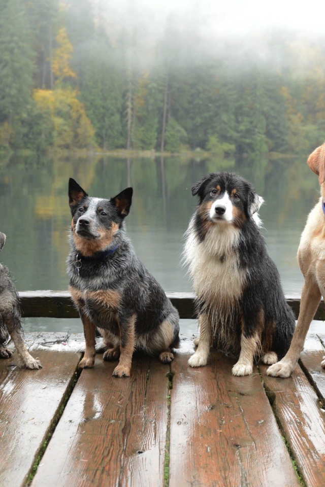Собаки сидят на деревянном помосте у водоема