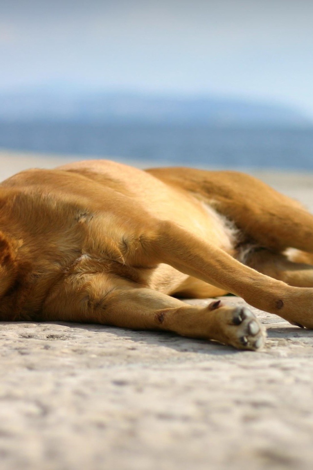 Собака спит на набережной