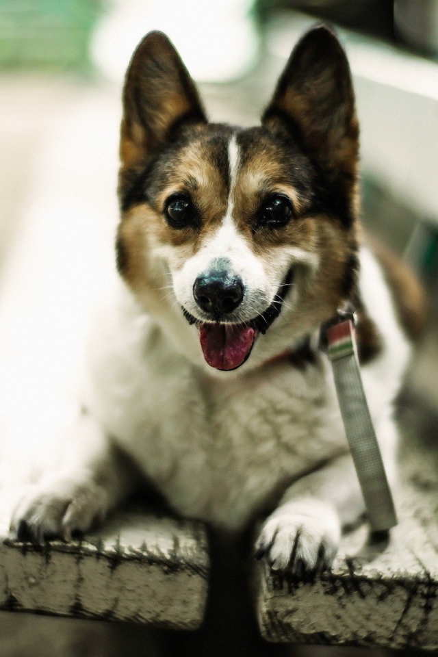 Собака улыбается сидя на скамье