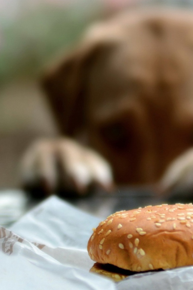 Пес хочет полакомиться булочкой