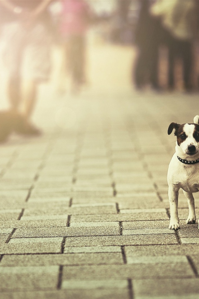 Собака с черными ушами на уличной брусчатке