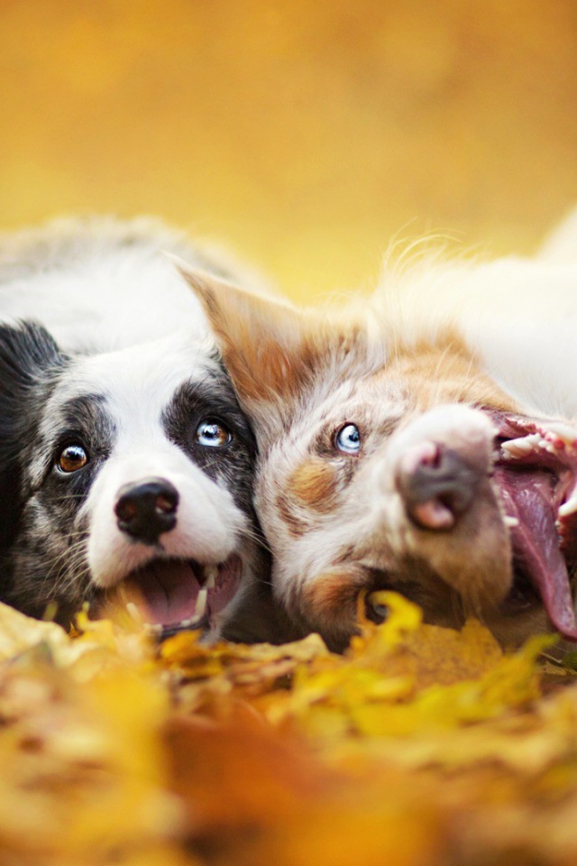 Собаки с безумными взглядами