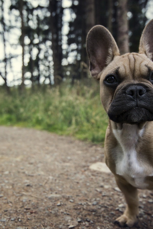 Ушастый маленький щенок на тропинке