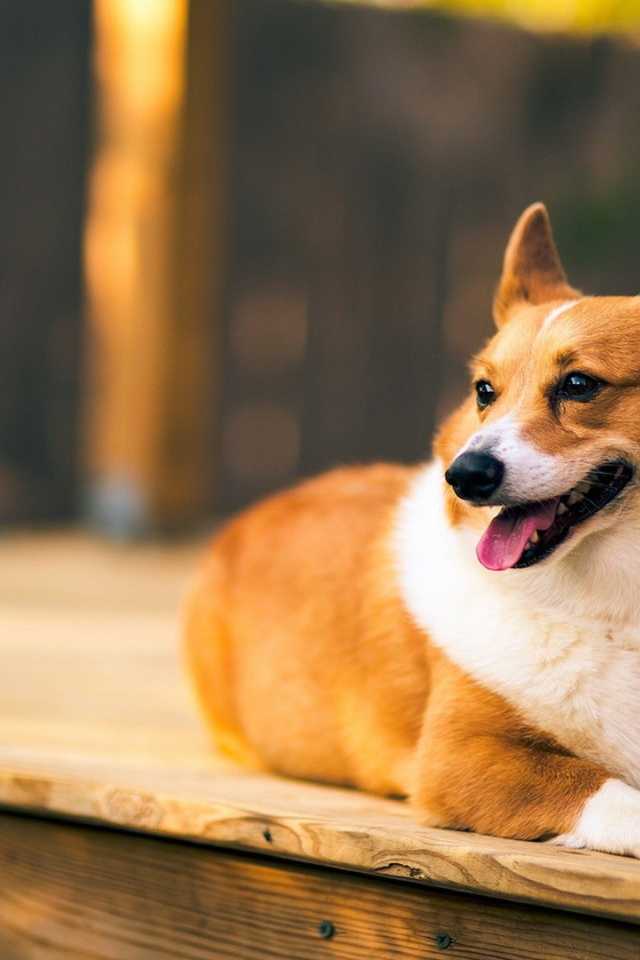 Верный веселый корги