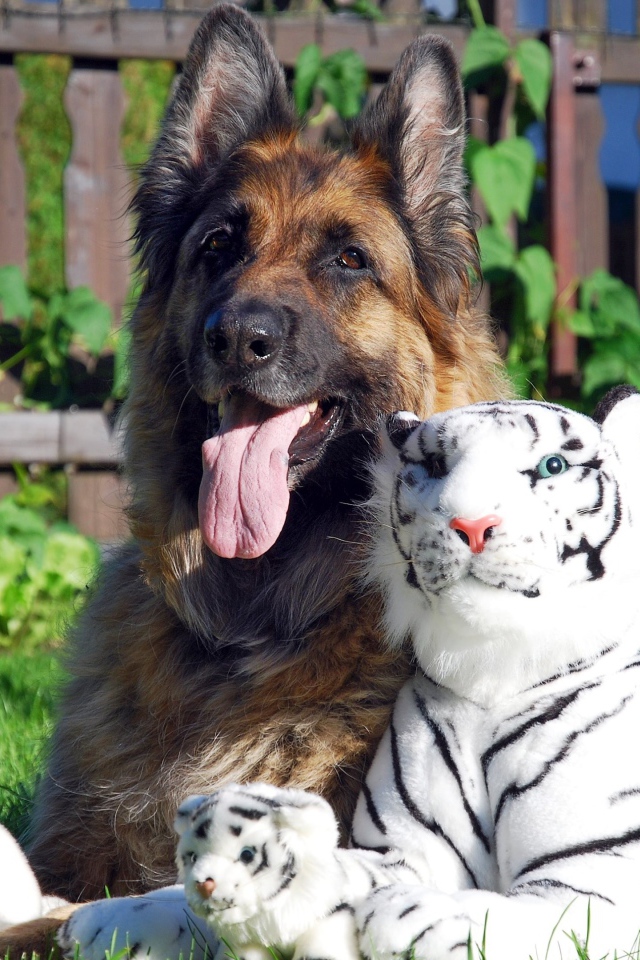 Немецкая овчарка с игрушечными тиграми