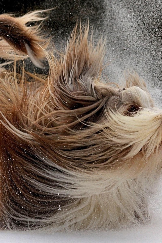 Счастливая собака с длинной шерстью играет в снегу