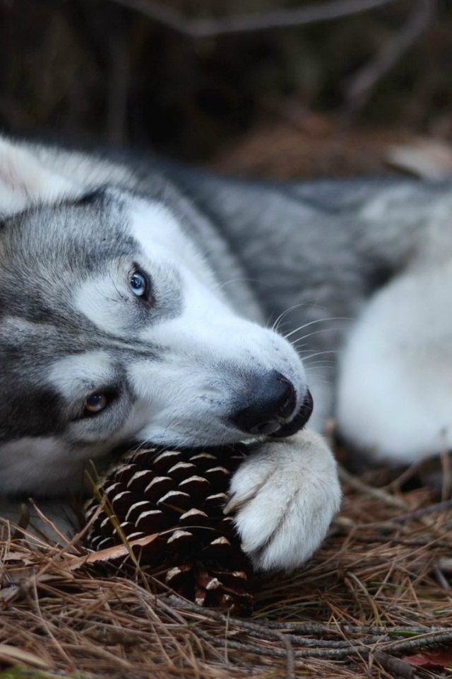 Собака хаски играет с шишкой