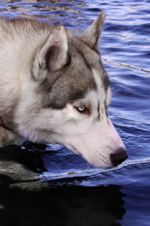 Собака хаски стоит в воде