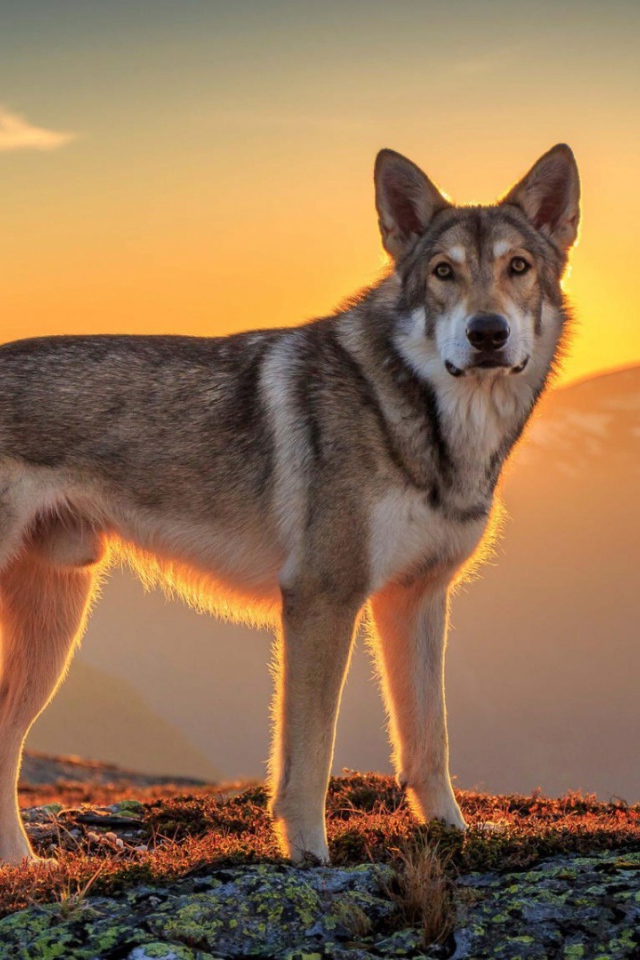 Хаски в горах на фоне заката