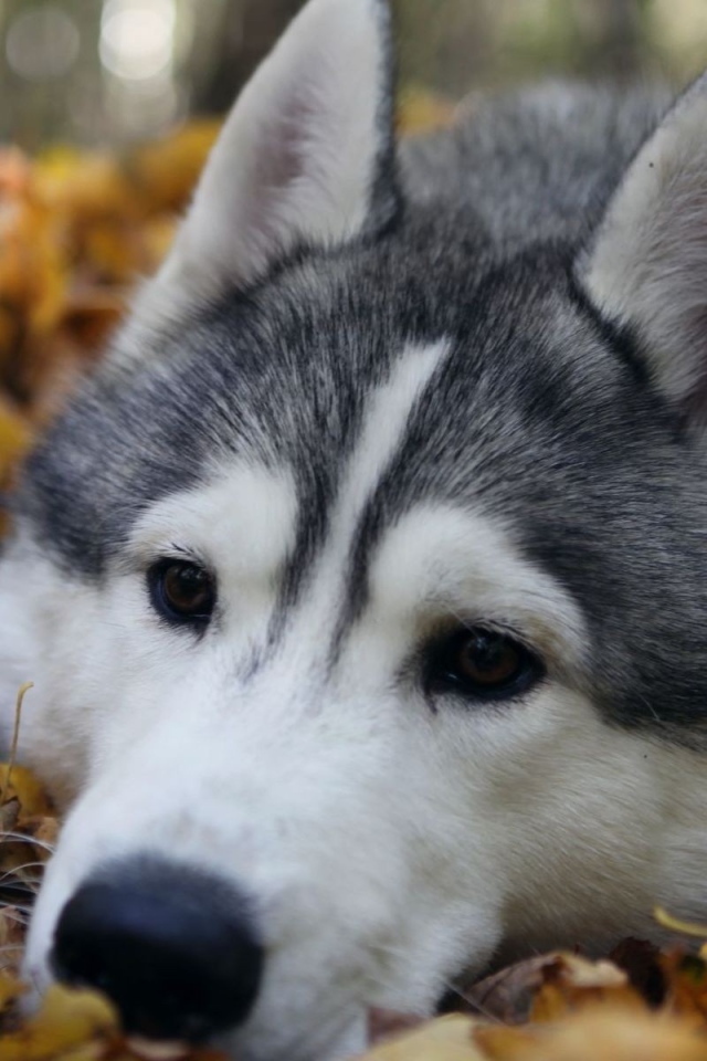 Хаски лежит на куче листьев