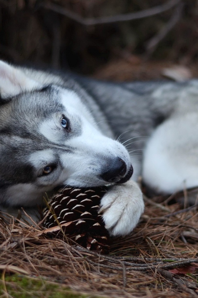 Хаски играет шишкой в лесу